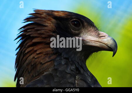 schwarzen einreihigen Bussard closeup Stockfoto