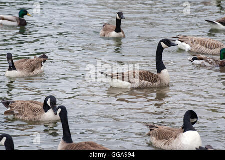 Enten auf einem Dorf duckpond Stockfoto