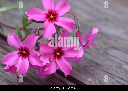 Kriechende Phlox Subulata Blumen auf Holzbrett Stockfoto