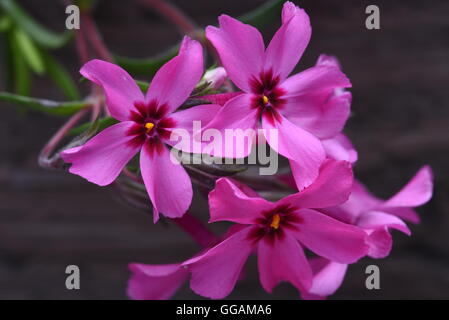 Kriechende Phlox Subulata Blumen Stockfoto