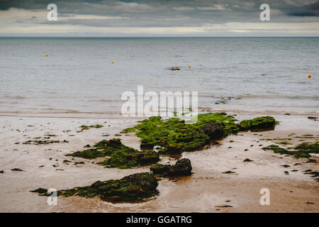 Dawlish Strand Felsen bedeckt mit Algen in Devon, Großbritannien Stockfoto