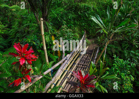 Brücke im Regenwald Stockfoto