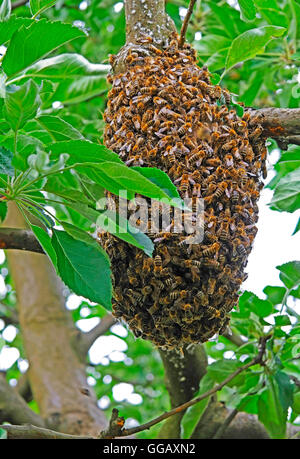 Ein Bienenvolk auf einem Apfelbaum Stockfoto