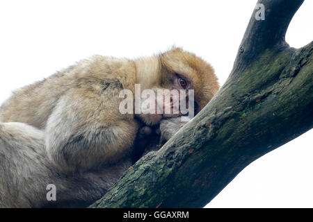 Berberaffe Affen ruht in einem Baum Stockfoto