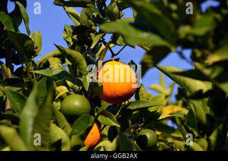 Reife & unreife Orangen bei Sonnenschein noch auf die Filiale in Katelios auf der griechischen Insel Kefalonia, Griechenland, Europa-EU Stockfoto