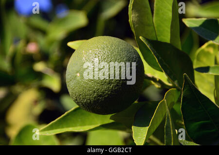 Eine grüne unreife Orange bei Sonnenschein noch auf die Filiale in Katelios auf der griechischen Insel Kefalonia, Griechenland, Europa-EU Stockfoto