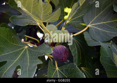 Eine Reife Feigen (Ficus Carica) im Sonnenschein noch auf dem Zweig in Katelios auf der griechischen Insel Kefalonia, Griechenland, Europa-EU Stockfoto