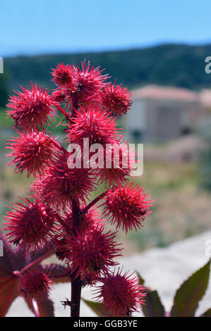 Bean Wunderbaumes oder Palm Christi (Ricinus Communis) in Kateleios auf der griechischen Insel Kefalonia, Griechenland, Europa-EU Stockfoto