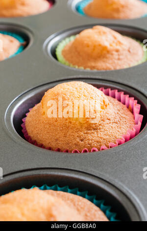 Frisch gebackene Schwamm, Cupcakes oder Feenkuchen in ein Muffinblech gerade aus dem Ofen Stockfoto