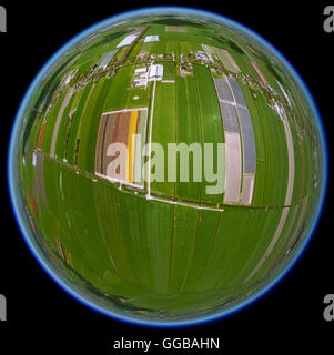 Luftbild, Tulpenfelder, Landwirtschaft, farbenfrohe Tulpenfelder, Tulpen (lat. Tulipa), Fish-Eye-View, Fisheyelens, dekorative Blume Stockfoto