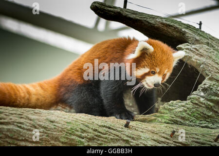 Porträt eines roten Panda gesehen in Singapur Stockfoto