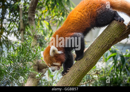 Porträt eines roten Panda gesehen in Singapur Stockfoto