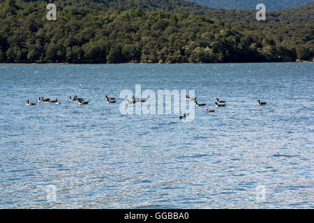 Kanadagänse Schwimmen im Mavora Untersee im Südwesten New Zealand World Heritage Area in den südlichen Alpen. Stockfoto