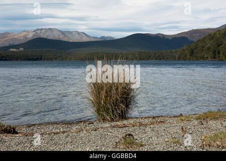 An den Ufern der Seen Mavora schafft niederschlagsarme Tussock-Grasland in der Südalpen Neuseelands. Stockfoto