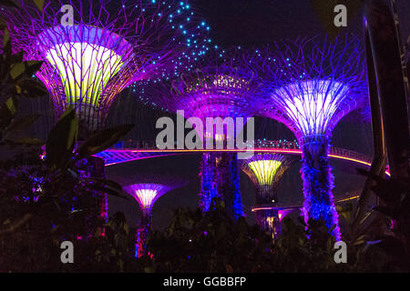 Singapur - Januar 15: Nachtansicht Supertree Grove Gardens an der Bucht am 15. Januar 2016 in Singapur. 101 Hecta überspannt Stockfoto