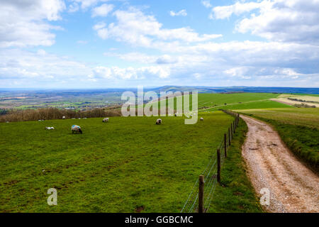 South Downs, Petworth, Chichester, West Sussex, England, UK Stockfoto