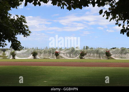 Weinbergen bedeckt in Netzen mit Blume Pflanzen bei Voyager Estate, Margaret River, Australien Stockfoto