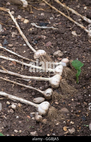 Abholung Knoblauch Zwiebeln auf ein Gemüsebeet im Juli Stockfoto