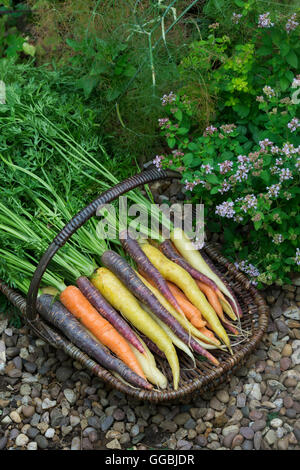 Daucus Carota. Bunte Karotten in einem Weidenkorb Stockfoto