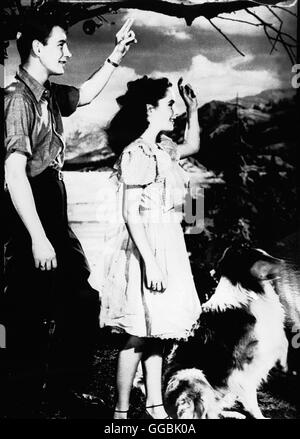 STATT AUF VIER PFOTEN / (Mut von Lassie) USA 1946 / Fred M. Wilcox sterben Junge Kathie Merrick (ELIZABETH TAYLOR) Nimmt Sich Eines Verletzten Kleinen Collies ein Und Zieht Ihn Auf. Später Landet er Beim Militär Und Bewährt Sich als Meldehund Im Krieg. Als seine Herrin ihn-Wiederbekommt, Muß Sie Jedoch um Sein Leben Bangen... Szene Mit FRANK MORGAN Regie: Fred M. Wilcox aka. Mut der Lassie Stockfoto