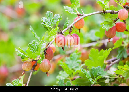 Rote Stachelbeeren auf Zweigen der Stachelbeere Busch im Sommergarten Stockfoto