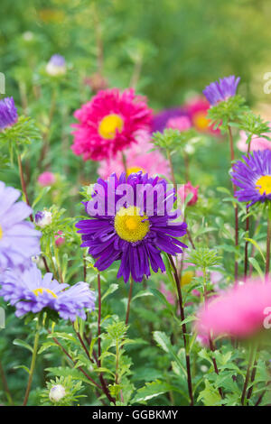 Callistephus Chinensis. Aster riesige einzelne Andrella gemischt Blumen in einen englischen Garten Grenze Stockfoto