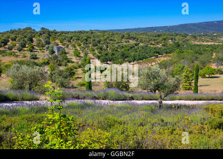 Landschaft im Luberon, Frankreich Stockfoto