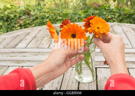 Vermittlung von Topf Ringelblumen in Marmeladenglas draußen am Gartentisch Stockfoto