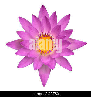 Pink Lotus Blüte Draufsicht isoliert auf weißem Hintergrund Stockfoto