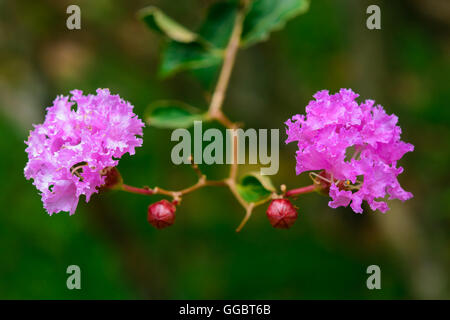 Trauerflormyrte, Flor Blume, indischer Flieder (Yi-Kheng), Lagerstroemia Indica L. Stockfoto