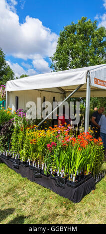 Bunte Blumenpracht zum Verkauf an RHS Hyde Hall Blumenschau Stockfoto