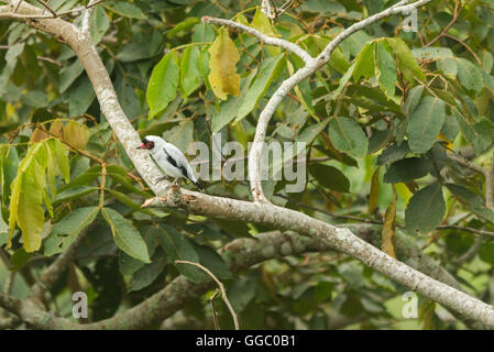 Weißer Vogel mit schwarzen Federn unter den Flügeln und roten Schnabel Stockfoto