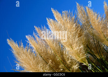 Pampas Gräser wachsen Stockfoto