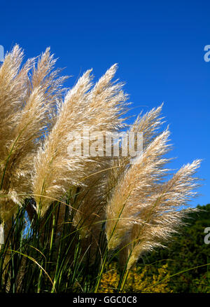 Pampas Gräser wachsen Stockfoto