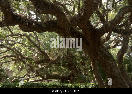 200 Jahre alten Eichen Bäume Anastasia Park, St. Augustine, Florida. Stockfoto