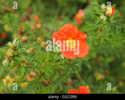 Blumen und Farben Stockfoto