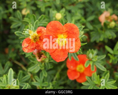 Blumen und Farben Stockfoto