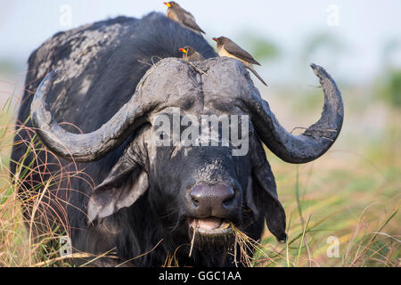 Frontale Großaufnahme von ein Kaffernbüffel Kopf Syncerus Caffer mit Oxpeckers auf den Kopf zu entfernen, Zecken und Milben Stockfoto