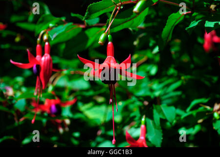 FUCHSIEN IN DER SONNE Stockfoto