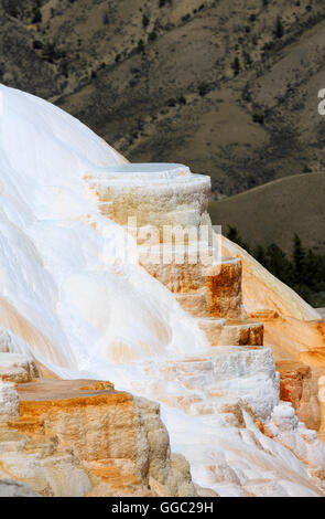 Kanarischen Frühling, Mammoth Hot Springs, oberen Terrassen, Yellowstone-Nationalpark Stockfoto