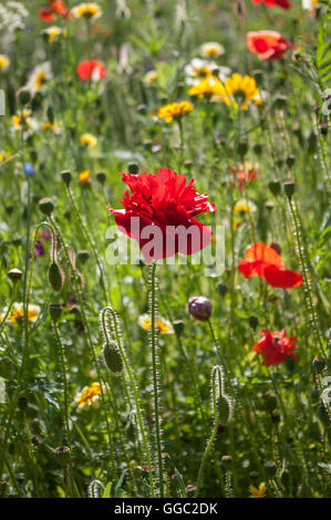 Rote Mohnblume stehen verschwommen Wiesenblumen. Stockfoto