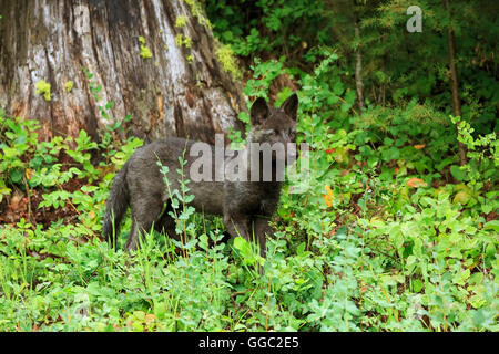 Grauer Wolfswelpe, Canis lupus Stockfoto