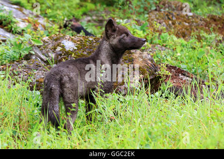 Grauer Wolfswelpe, Canis lupus Stockfoto