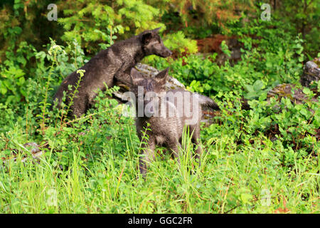 Graue Wolfswelpen, Canis lupus Stockfoto