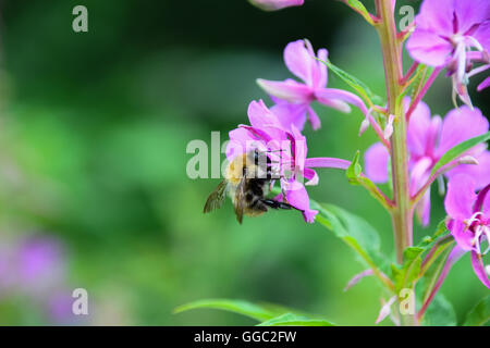 Hummel auf lila Blume Nektar sammeln Stockfoto