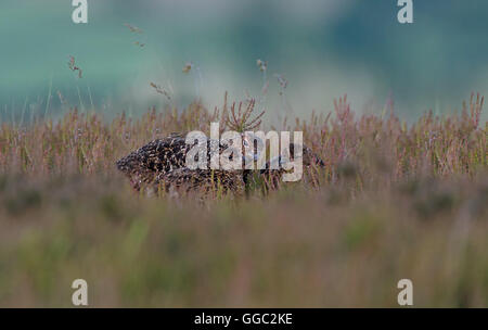 Moorschneehühner - Lagopus Lagopus Scotica mit Küken. UK Stockfoto