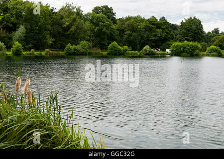 Sommer Fotos von der Restaurierung an einem Kreide-Stream-Standort nach zehn Jahren der Gewinnung. Panshanger Park, Welwyn, UK Stockfoto