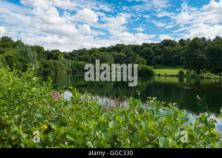 Sommer Fotos von der Restaurierung an einem Kreide-Stream-Standort nach zehn Jahren der Gewinnung. Panshanger Park, Welwyn, UK Stockfoto