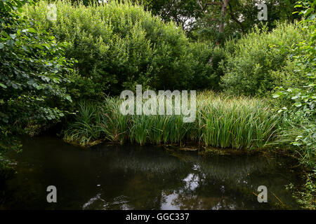 Sommer Fotos von der Restaurierung an einem Kreide-Stream-Standort nach zehn Jahren der Gewinnung. Panshanger Park, Welwyn, UK Stockfoto