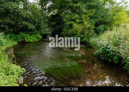 Sommer Fotos von der Restaurierung an einem Kreide-Stream-Standort nach zehn Jahren der Gewinnung. Panshanger Park, Welwyn, UK Stockfoto